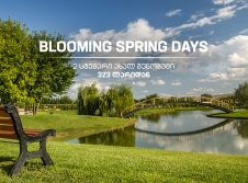 Blooming Spring Days